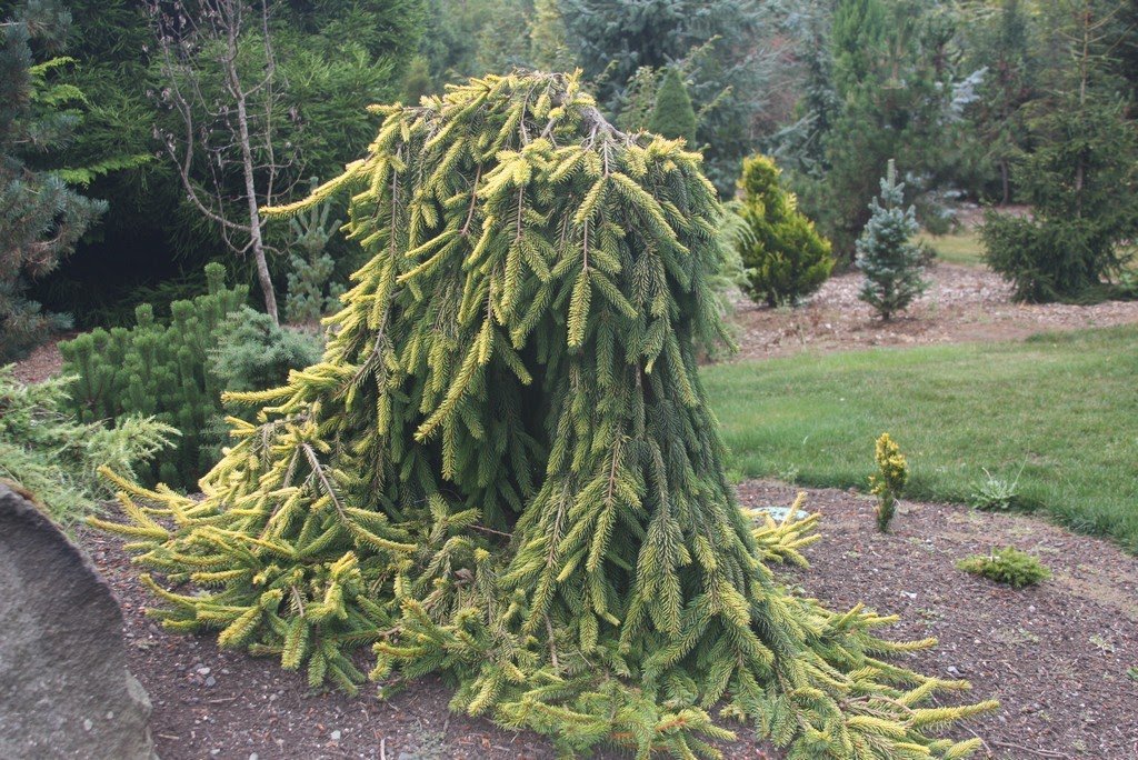 picea abies gold drift 1