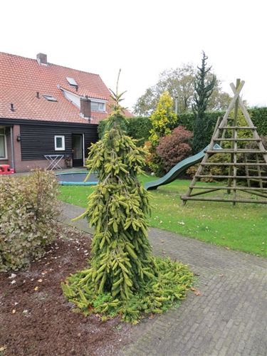 picea abies gold drift 2