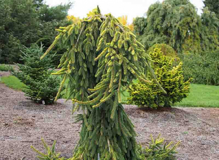 picea abies gold drift