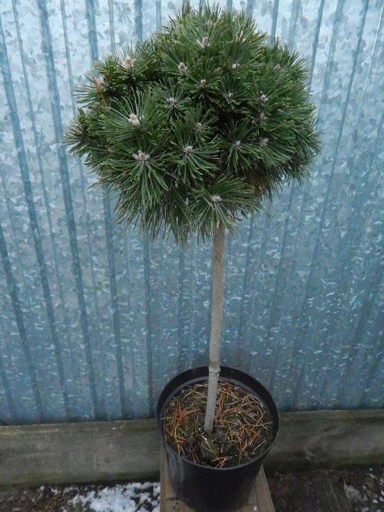 pinus benjamin 1
