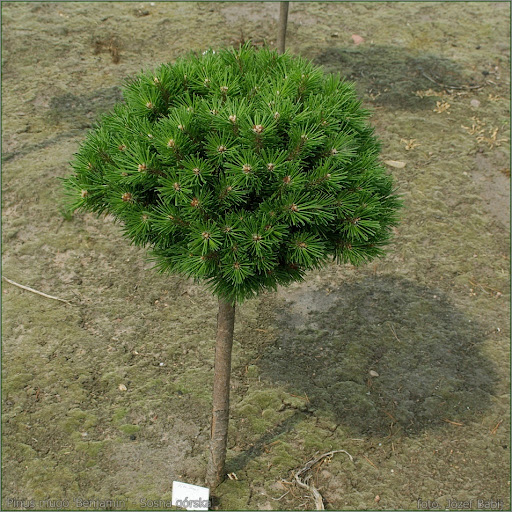 pinus benjamin