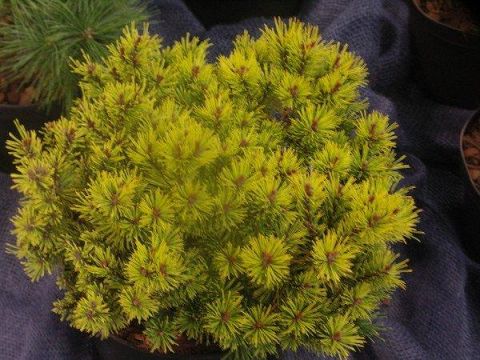 pinus gold star 1