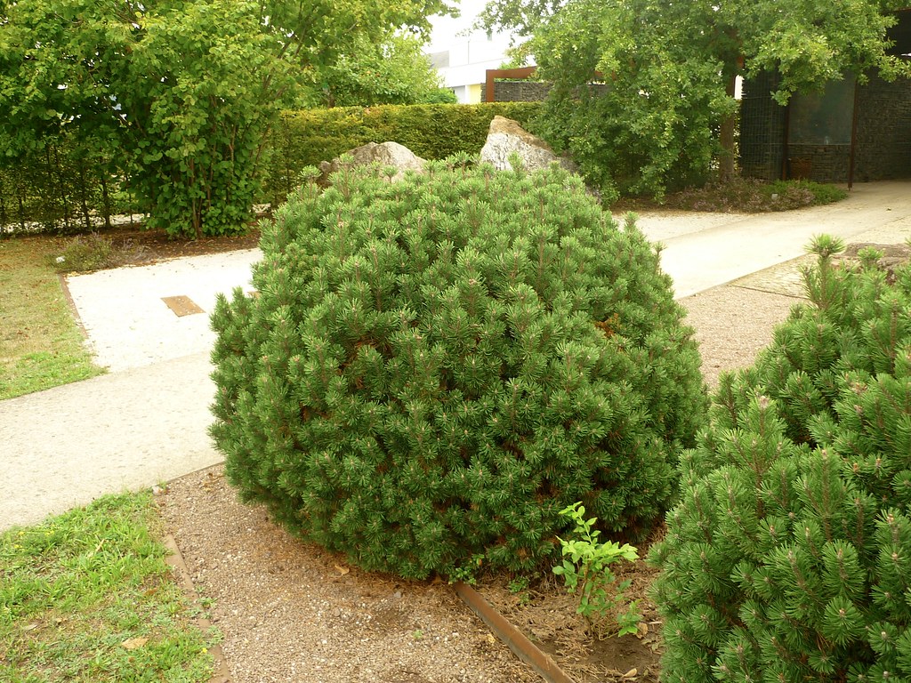 pinus mugo mops 1