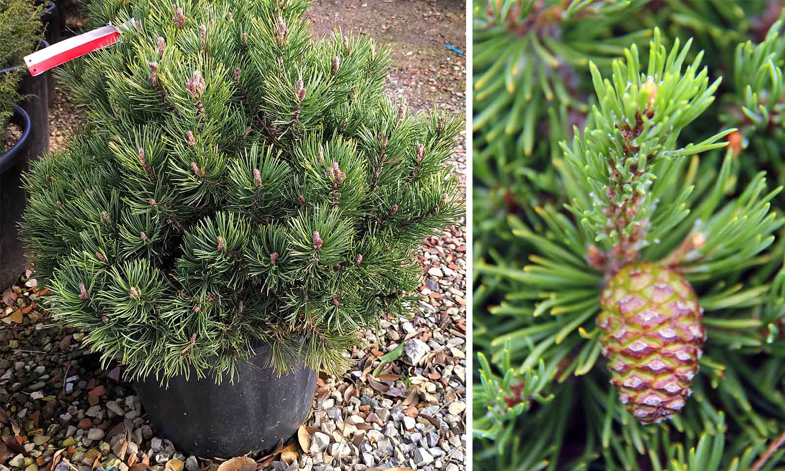 pinus mugo mops 2