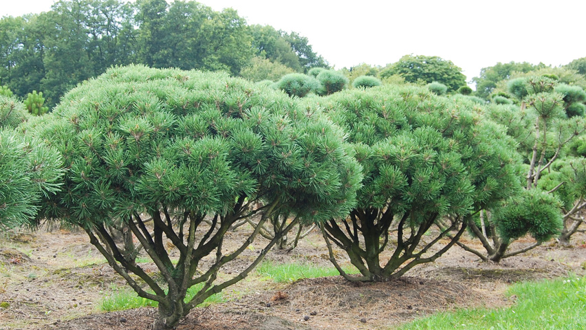 pinus mugo mops