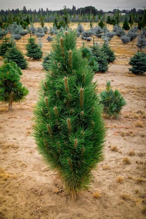 pinus nigra green tower 1