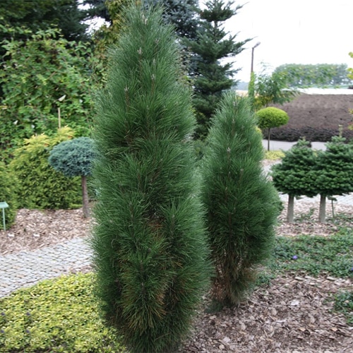 pinus nigra green tower 2