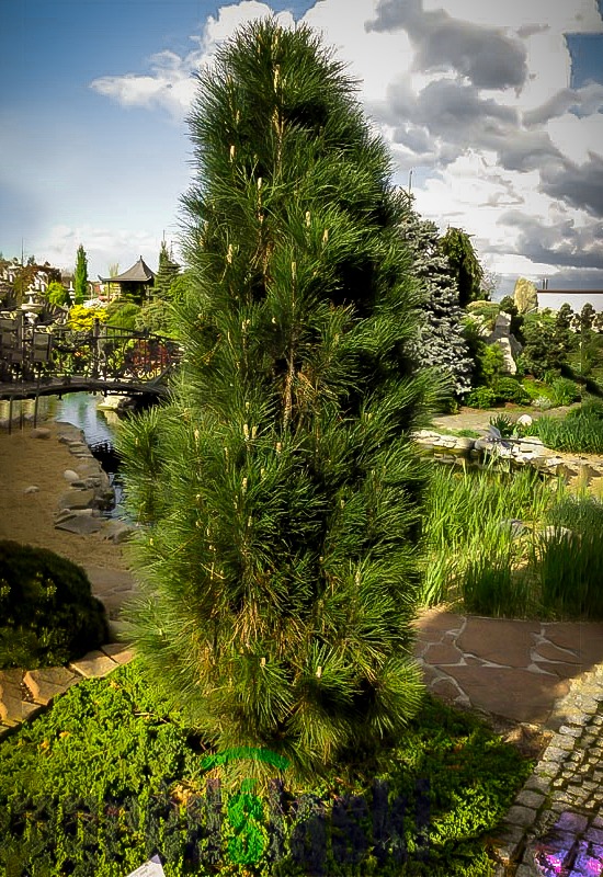 pinus nigra green tower