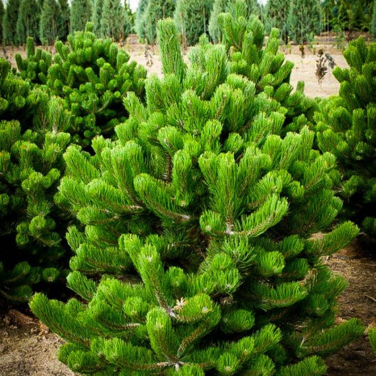 pinus nigra oregon green 1