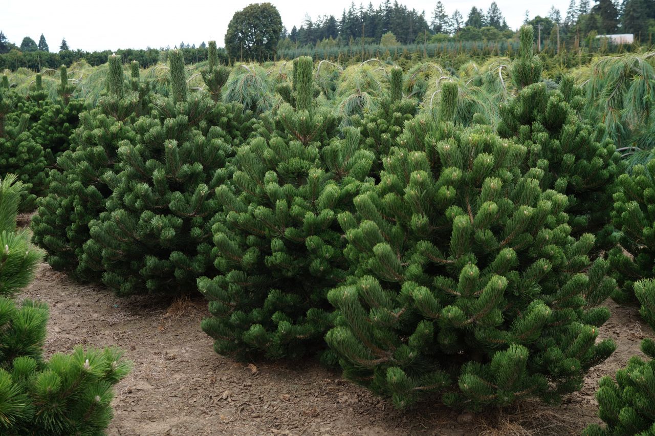 pinus nigra oregon green 2