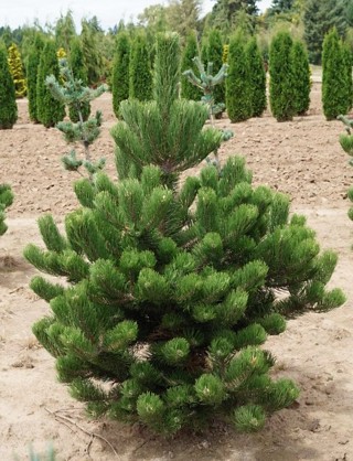 pinus nigra oregon green 3