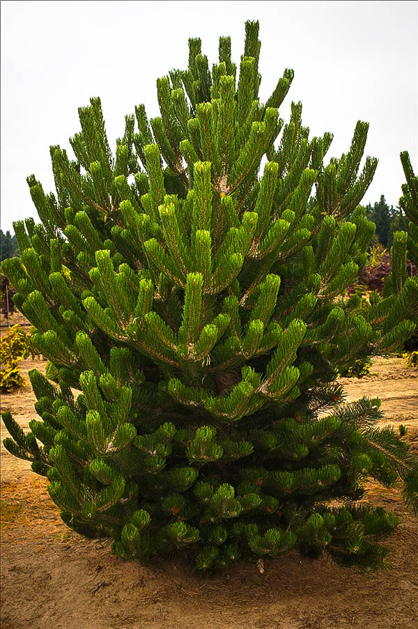 pinus nigra oregon green