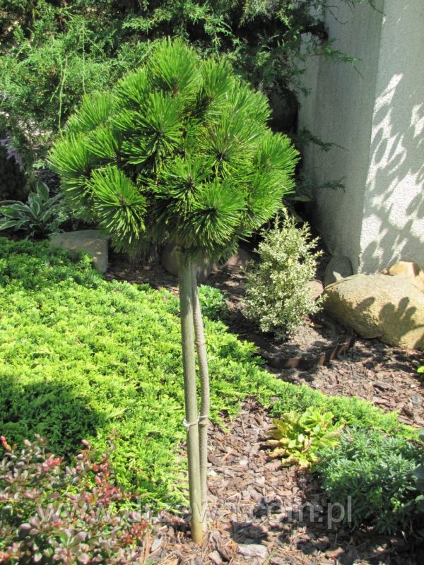 pinus smidtii 1