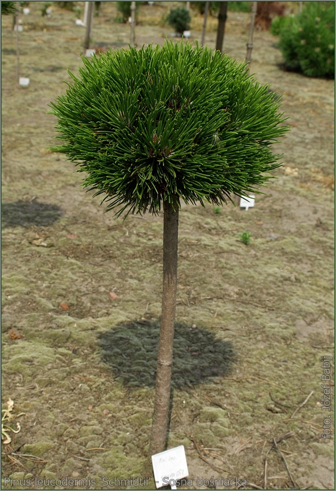 pinus smidtii 3