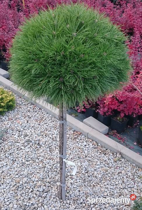 pinus smidtii 4