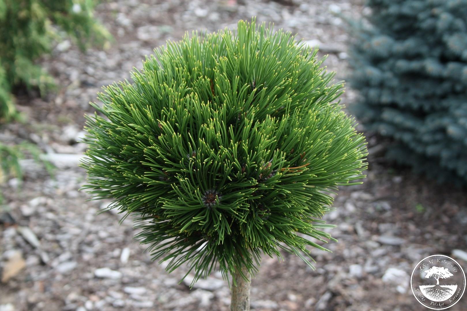 pinus smidtii