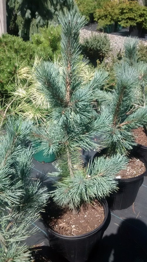 pinus strobus blue clovers 5