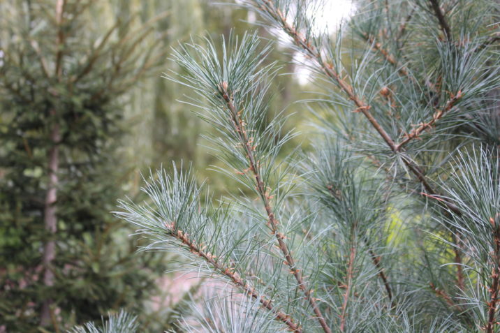 pinus strobus blue covers 2