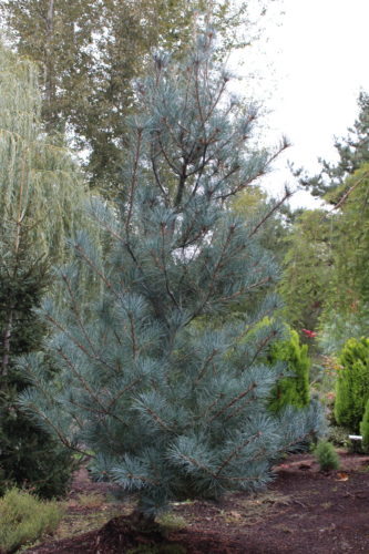 pinus strobus blue covers 3