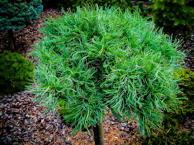 pinus strobus green twist 1