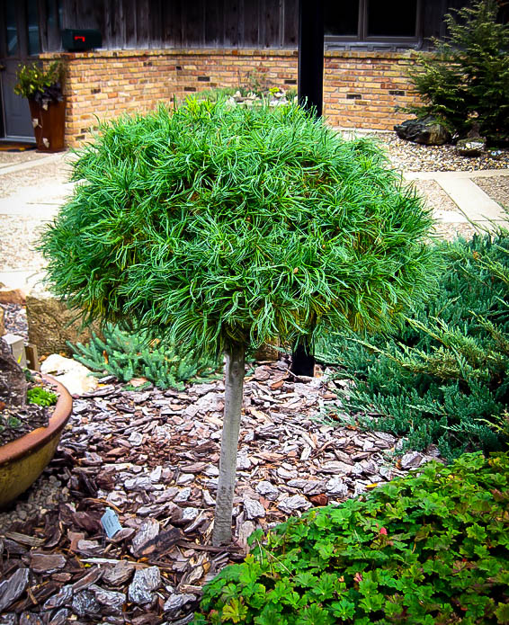 pinus strobus green twist