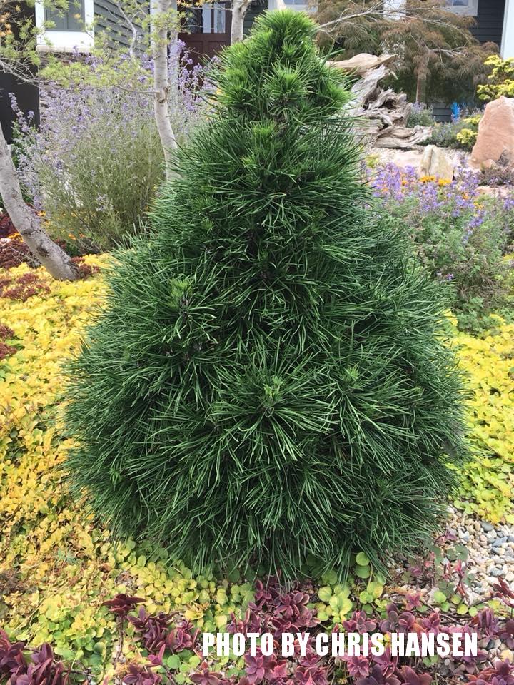 pinus sylvestris green penguin 1