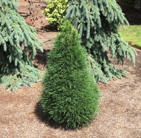 pinus sylvestris green penguin 2