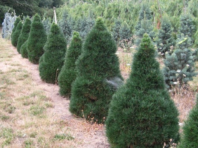 pinus sylvestris green penguin