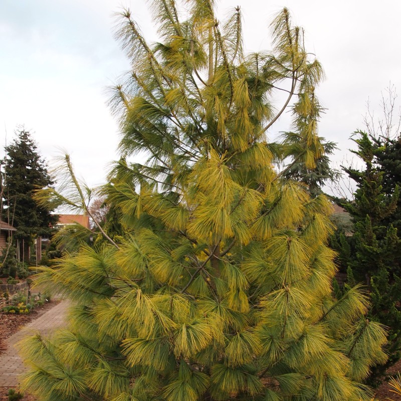 pinus wallichiana winterlight 1