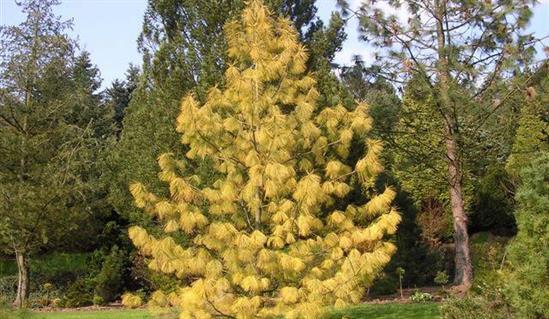 pinus wallichiana winterlight