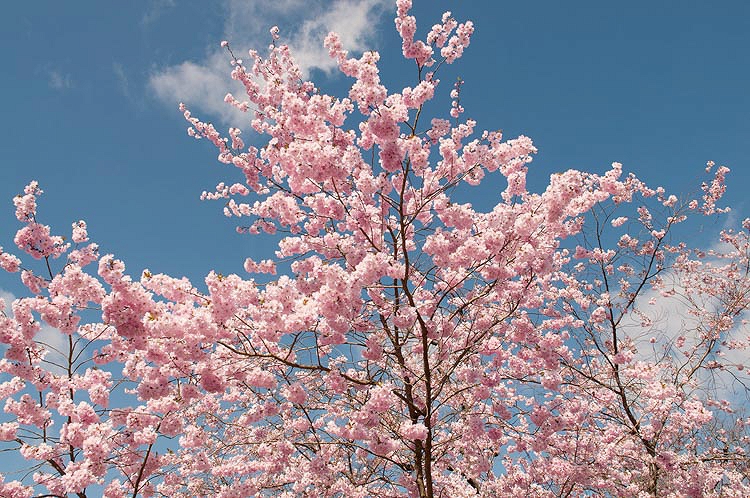 prunus accolade 1