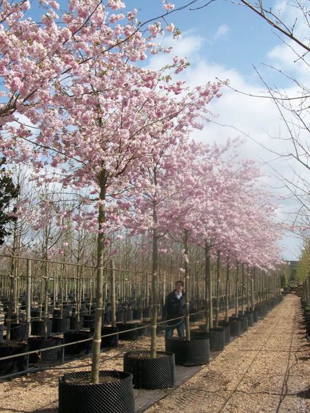 prunus accolade 2
