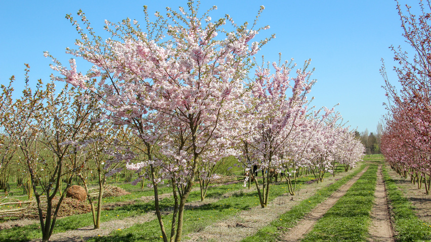 prunus accolade 3