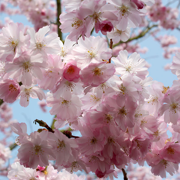prunus accolade