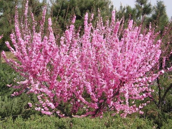 prunus triloba rosenmund 1
