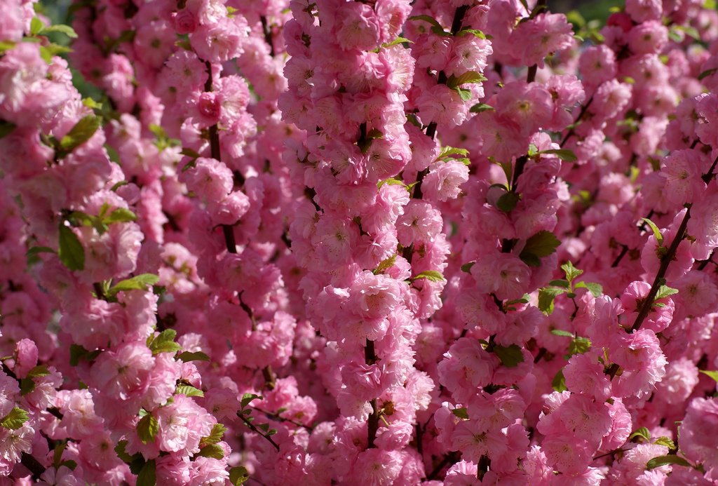 prunus triloba rosenmund 2