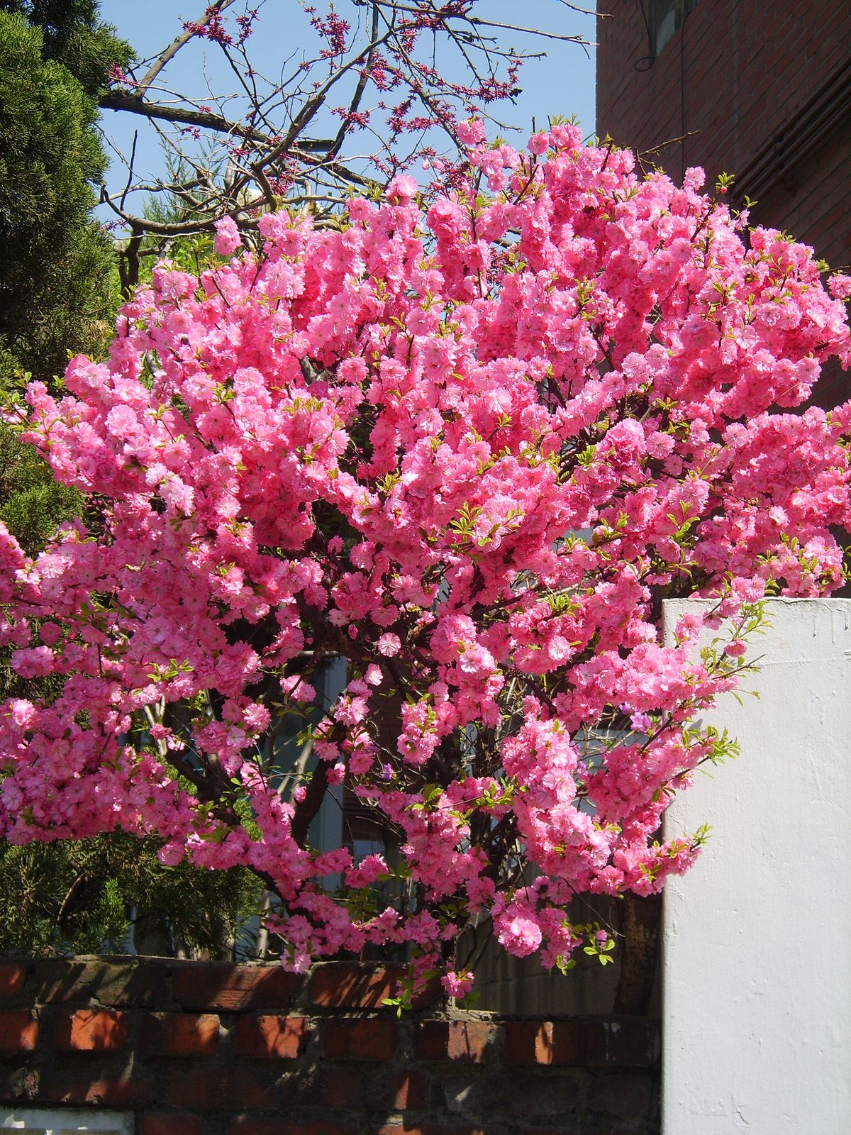 prunus triloba rosenmund