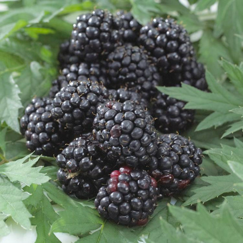 rubus fruticosus thornfree thornless 1
