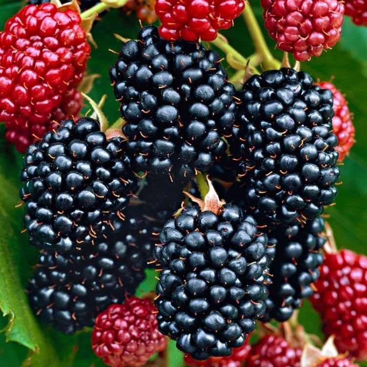 rubus fruticosus thornfree thornless