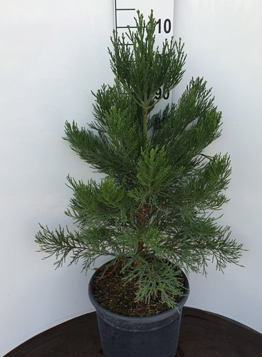 sequoiadendron giganteum greenpeace 1