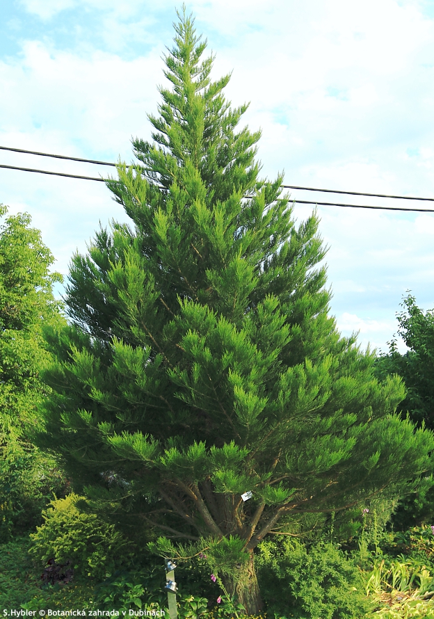 sequoiadendron giganteum greenpeace