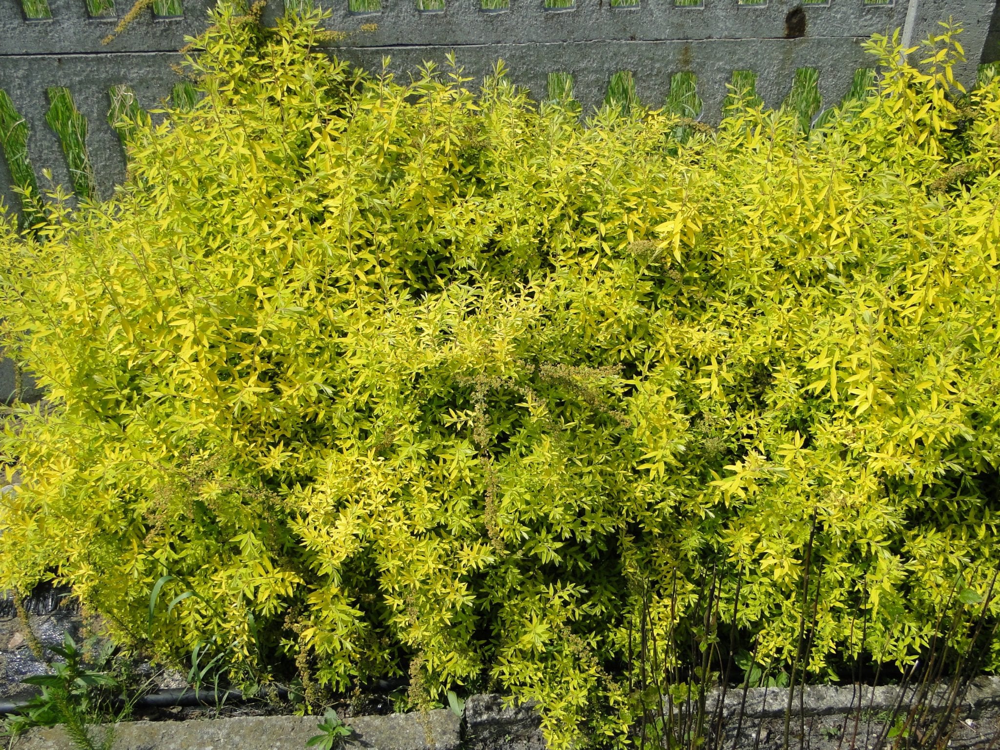 spiraea cinerea kaziu 1