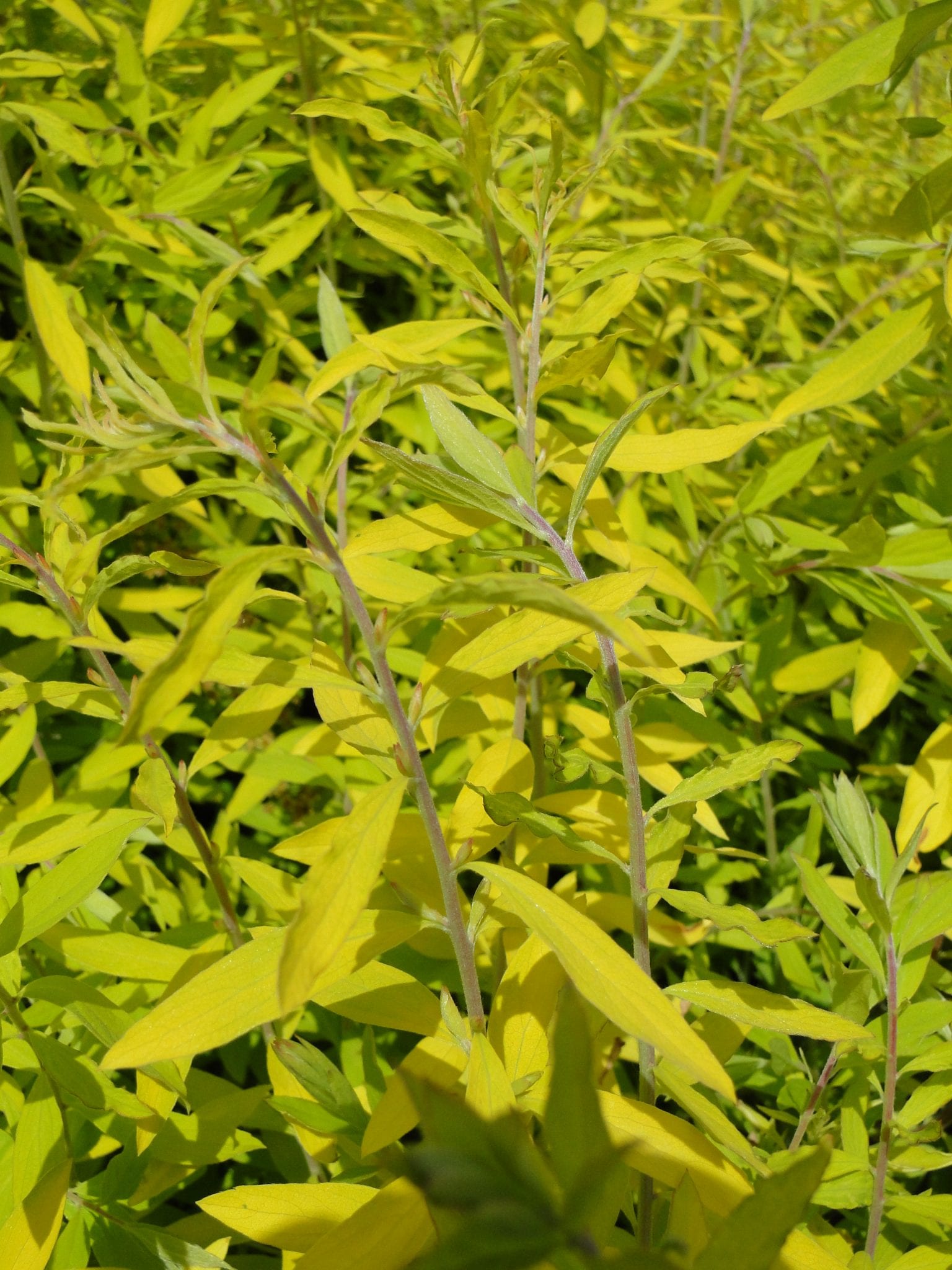 spiraea cinerea kaziu 2