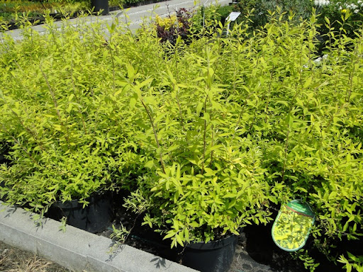 spiraea cinerea kaziu 3