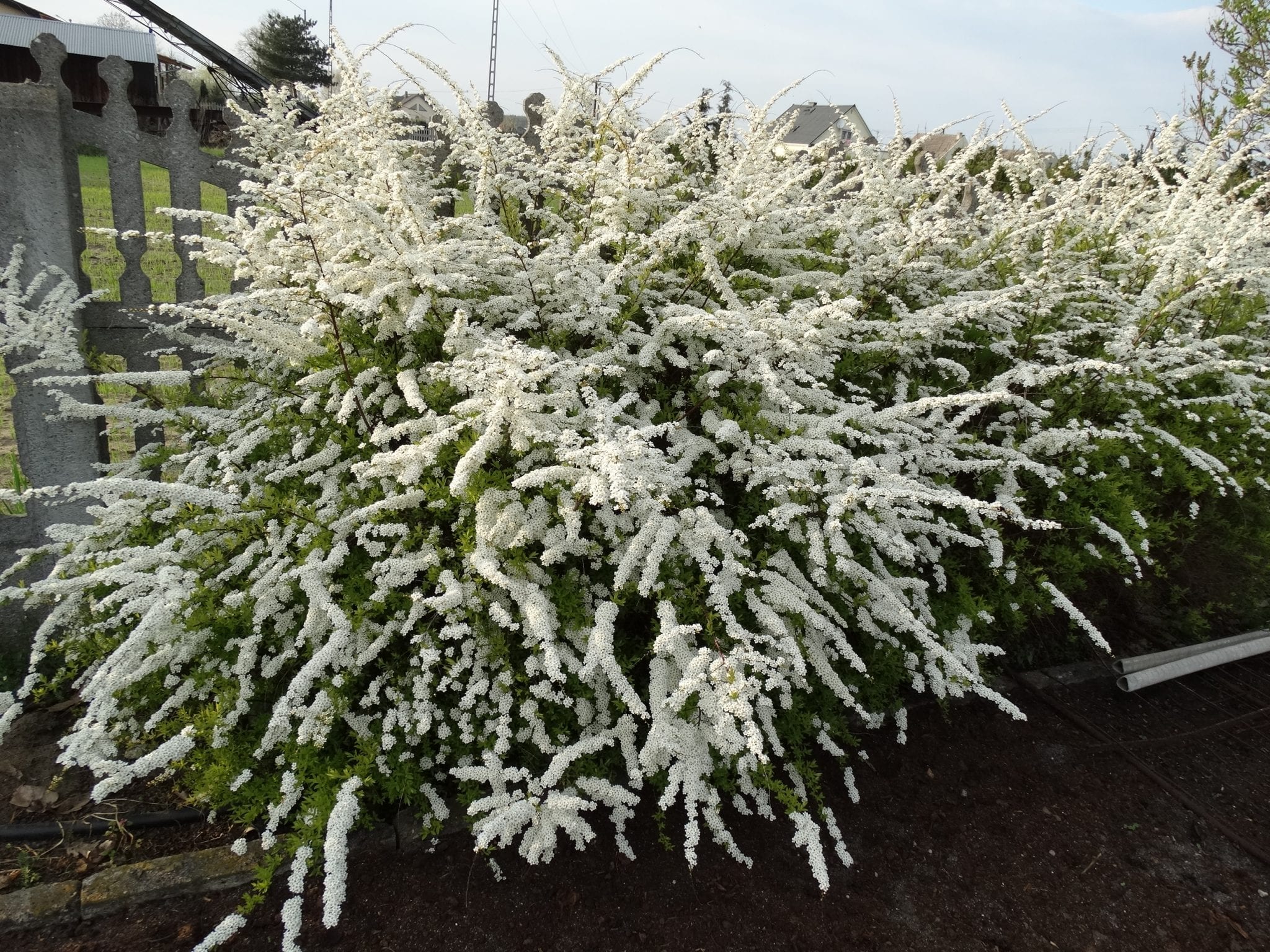 spiraea cinerea kaziu