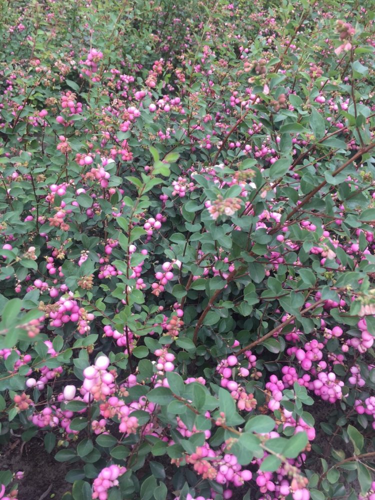 symphoricarpos mother of pearl 1