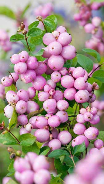 symphoricarpos mother of pearl 2