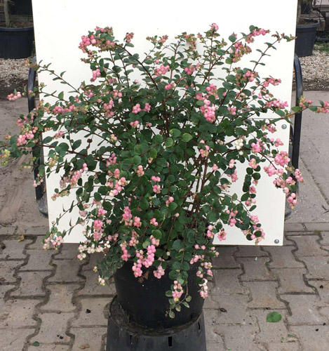 symphoricarpos mother of pearl