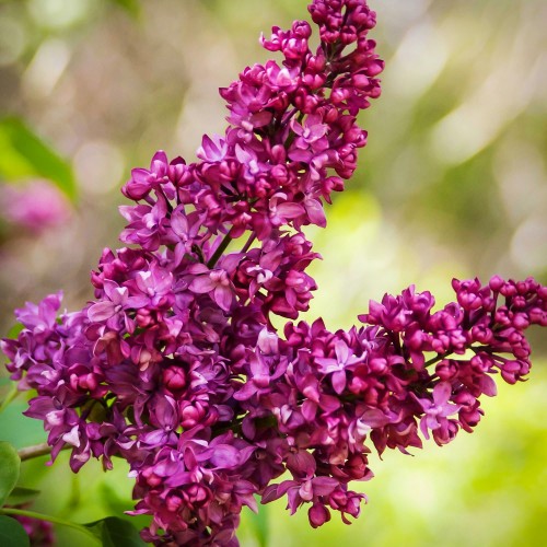 syringa charles joly