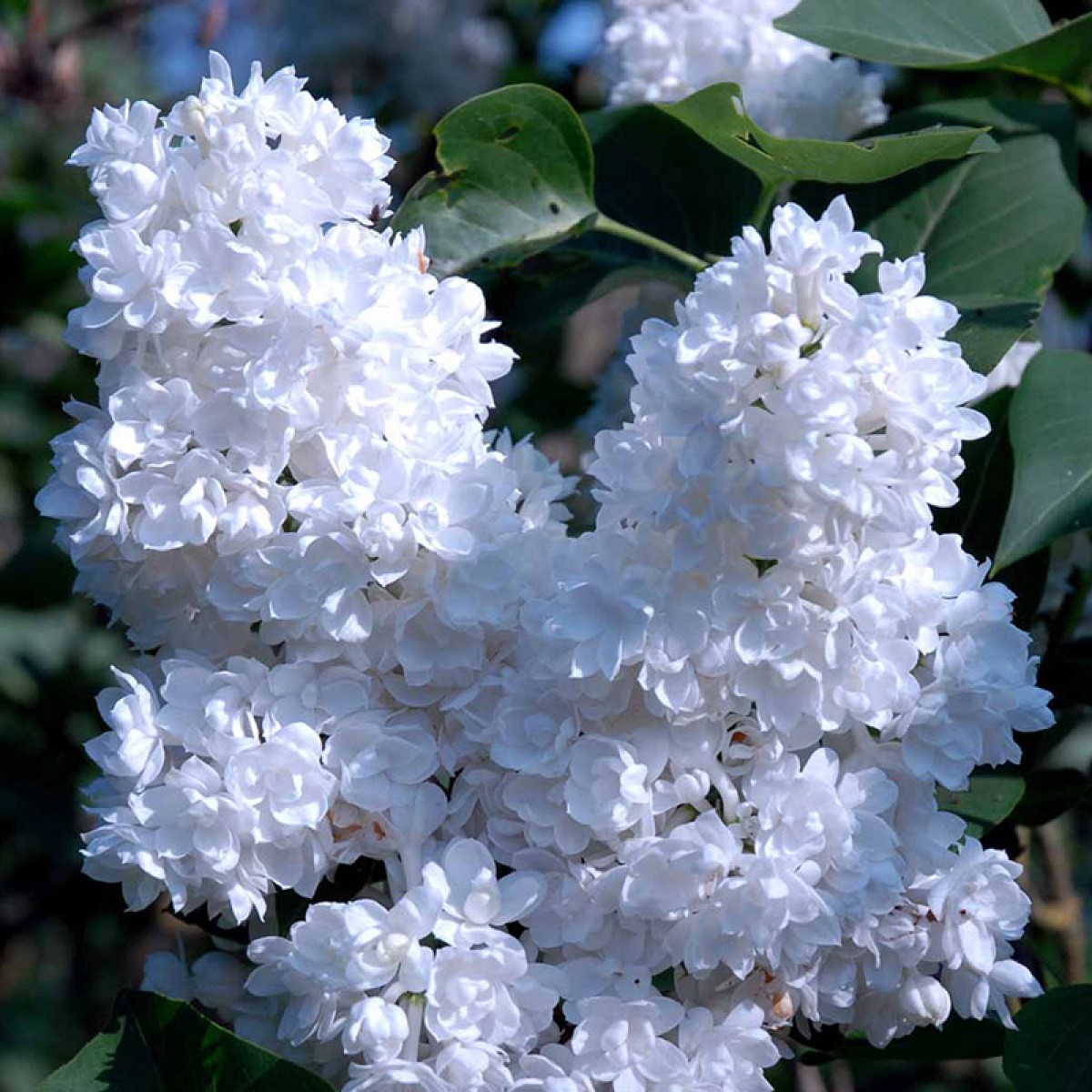 syringa miss ellen willmott 1